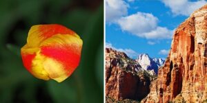 Apictiv photography photos photography professional photo flower striking contrast national park